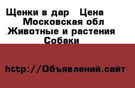Щенки в дар › Цена ­ 1 - Московская обл. Животные и растения » Собаки   